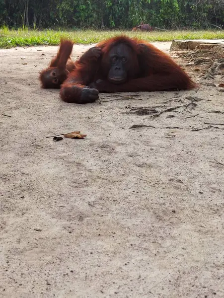 Orangutan (Pongo Pygmaeus), Kalimantan, Endonezya