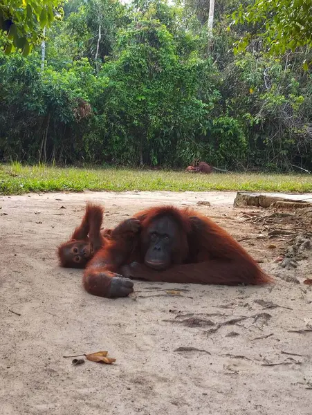 Orangutan (Pongo Pygmaeus), Kalimantan, Endonezya
