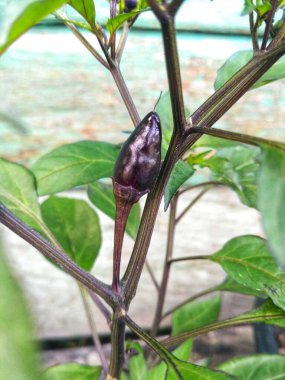 Taze mor biber, Mor 'Buena Mulata' sıcak kırmızı biber