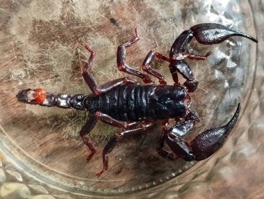 Scorpion, örümcekgiller sınıfında Akrep burcu olan bir hayvandır.