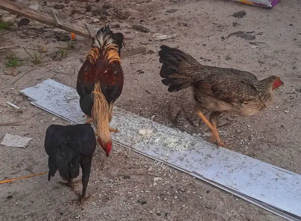 Tavuk, eko tavuk çiftliğinde yem ve tahıl yiyor.
