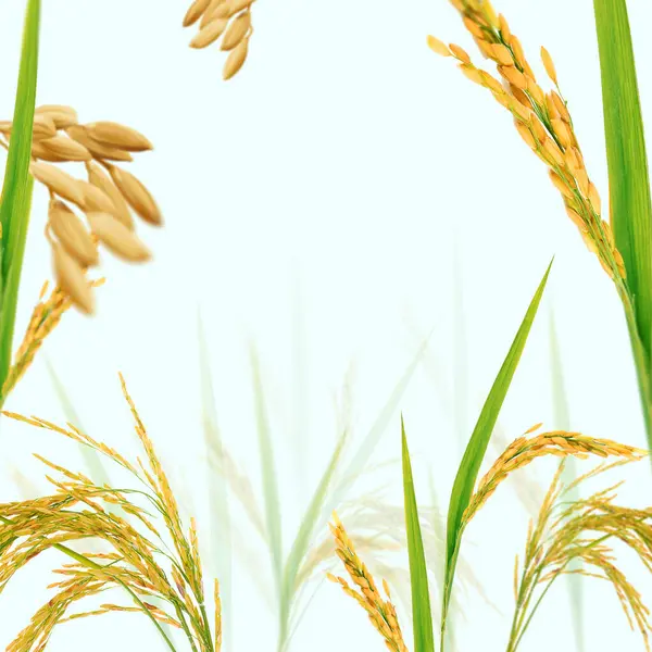 A view from a rice field. The background is useful for branding, advertising, and packaging of rice-related products such as Poha, Rice Bran Oil, Rice Foods, etc.