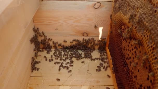 Κοντινό Πλάνο Των Μελισσών Πάνω Μελισσοκομίας Κουτί Προσπαθεί Βγει Από — Αρχείο Βίντεο
