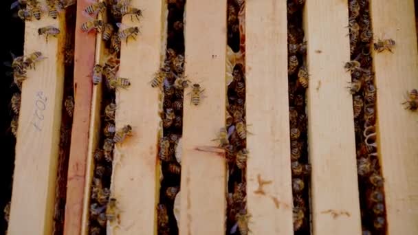 Nahaufnahme Von Bienen Die Versuchen Aus Dem Kasten Kommen Hochwertiges — Stockvideo