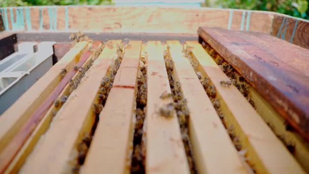 Zamknij Ujęcie Pszczół Nad Skrzynką Pszczelarską Próbując Wydostać Się Pudełka — Wideo stockowe