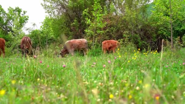 Młode Brązowe Krowy Pasą Się Dzikiej Przyrodzie Wysokiej Jakości Materiał — Wideo stockowe