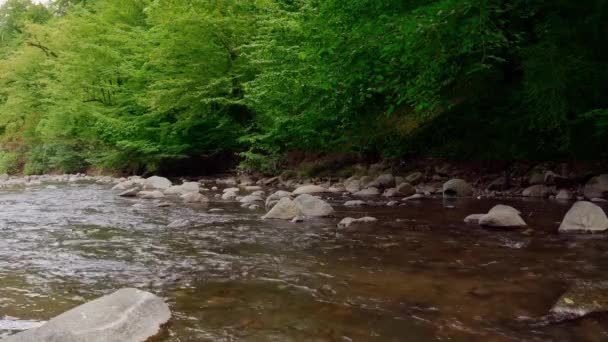 Великолепный Расслабляющий Снимок Реки Лесу Статический Выстрел Высококачественные Кадры — стоковое видео