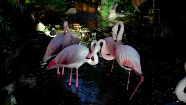 Suni Gölde Bir Grup Flamingo Yüksek Kalite Görüntü — Stok video