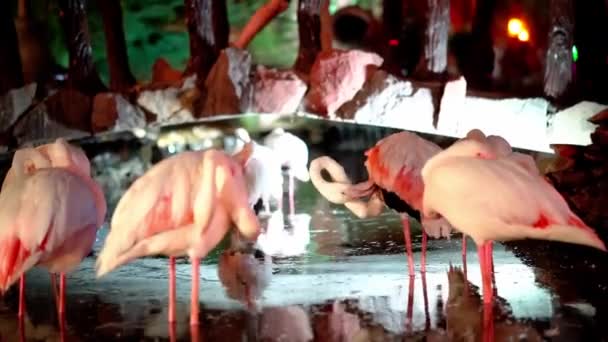 Grupo Flamencos Lago Artificial Imágenes Alta Calidad — Vídeos de Stock