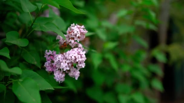 Ροζ Λουλούδι Γιασεμί Πράσινο Φόντο Φύλλων Υψηλής Ποιότητας Πλάνα — Αρχείο Βίντεο