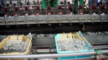 İpek böceği koza taşıyıcısı ipek fabrikasında. Yüksek kalite 4k görüntü