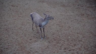 Hayvanat bahçesi parkında yalnız gri bir ceylan. Yüksek kalite 4k görüntü