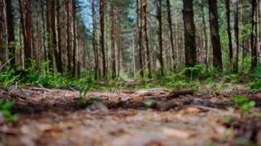 Statik çekimle orman manzarası dinleniyor. Yüksek kalite 4k görüntü