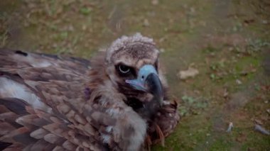 Etrafa bakan bir av kahverengi şahin. - Evet. Yüksek kalite 4k görüntü