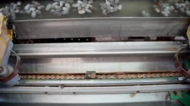 İpek böceği koza taşıyıcısı ipek fabrikasında. Yüksek kalite 4k görüntü