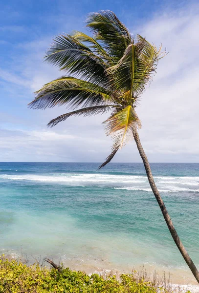 Uma Palmeira Com Cocos Numa Praia Barbados Imagens Royalty-Free