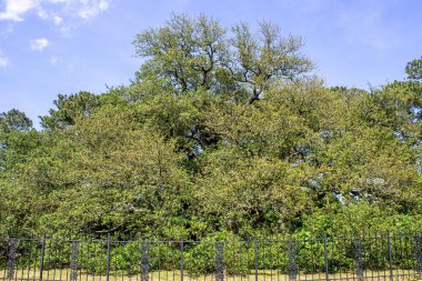 Emancipation Oak, a historic tree on the campus of Hampton University, where in 1863, local African Americans gathered to hear the first Southern reading of the Emancipation Proclamation. clipart