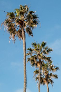 Washingtonia palmiyesi, 30 metreye kadar ulaşabilen tropikal görünümlü bir ağaç..