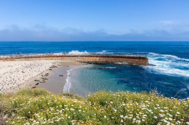 LA JOLLA, CALIFORNIA - 10 Mayıs 2025: Çocukları dalgalardan korumak için 1931 'de inşa edilen tarihi Çocuk Havuzu, 1990' ların ortalarından beri bir liman fokları kolonisi tarafından yaşamaktadır..