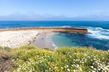 LA JOLLA, CALIFORNIA - 10 Mayıs 2025: Çocukları dalgalardan korumak için 1931 'de inşa edilen tarihi Çocuk Havuzu, 1990' ların ortalarından beri bir liman fokları kolonisi tarafından yaşamaktadır..