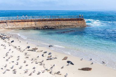 LA JOLLA, CALIFORNIA - 10 Mayıs 2025: Çocukları dalgalardan korumak için 1931 'de inşa edilen tarihi Çocuk Havuzu, 1990' ların ortalarından beri bir liman fokları kolonisi tarafından yaşamaktadır..