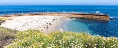 LA JOLLA, CALIFORNIA - 10 Mayıs 2025: Çocukları dalgalardan korumak için 1931 'de inşa edilen tarihi Çocuk Havuzu, 1990' ların ortalarından beri bir liman fokları kolonisi tarafından yaşamaktadır..