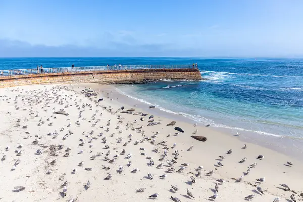 LA JOLLA, CALIFORNIA - 10 Mayıs 2025: Çocukları dalgalardan korumak için 1931 'de inşa edilen tarihi Çocuk Havuzu, 1990' ların ortalarından beri bir liman fokları kolonisi tarafından yaşamaktadır..