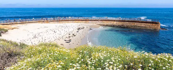 LA JOLLA, CALIFORNIA - 10 Mayıs 2025: Çocukları dalgalardan korumak için 1931 'de inşa edilen tarihi Çocuk Havuzu, 1990' ların ortalarından beri bir liman fokları kolonisi tarafından yaşamaktadır..