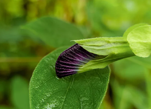 Fleur Pois Papillon Scientifiquement Connu Sous Nom Clitoria Ternatea Une — Photo