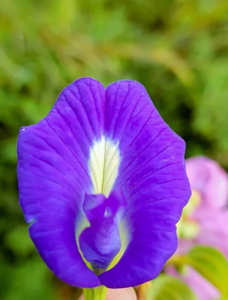 Schmetterlingserbsenblume Wissenschaftlich Als Clitoria Ternatea Bekannt Eine Lila Blume Die — Stockfoto