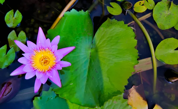 purple lotus flower growing on the lake, lotus flower nature background