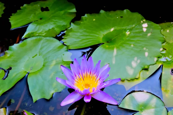 purple lotus flower growing on the lake, lotus flower nature background