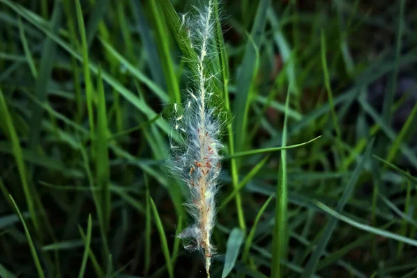 Weed Imperata Cylindrica Natural Grass Aesthetic Wallpaper Background — Stock Photo, Image