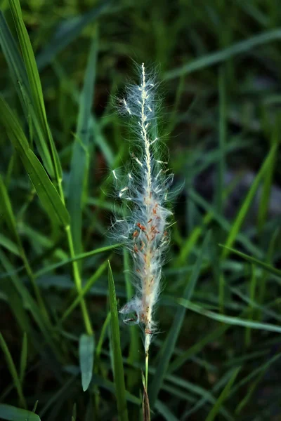 織られたか不完全なシリンダーカ 自然な草の審美的な壁紙か背景 — ストック写真