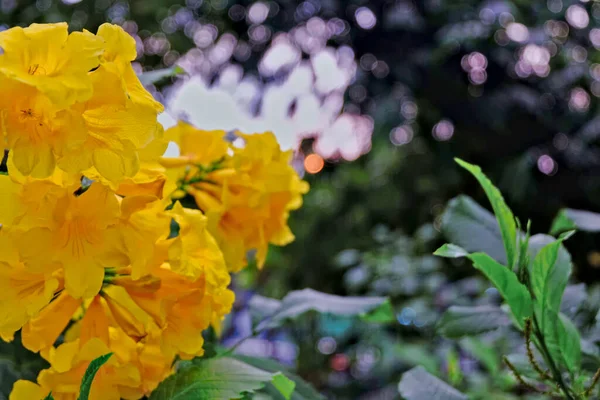 Красиві Естетичні Квіткові Шпалери Або Фон — стокове фото