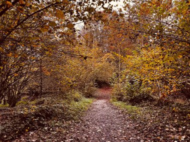 Orman rengarenk sonbahar atmosferi