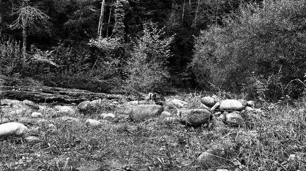 Forest fall atmosphere black and white