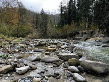 Sonbahar ormanı temiz dere