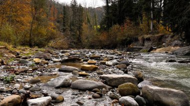 Sonbahar ormanı temiz dere