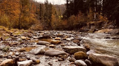 Sonbahar ormanı temiz dere