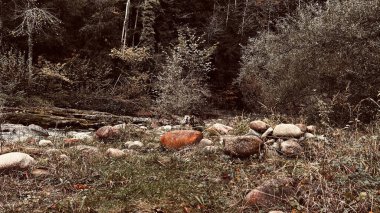 Sonbahar ormanı temiz dere
