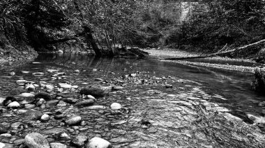 Sonbahar ormanı temiz dere