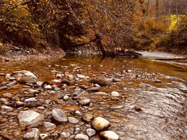 Sonbahar ormanı temiz dere
