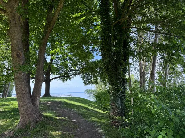 Bodensee Gölü Constance Seeufer