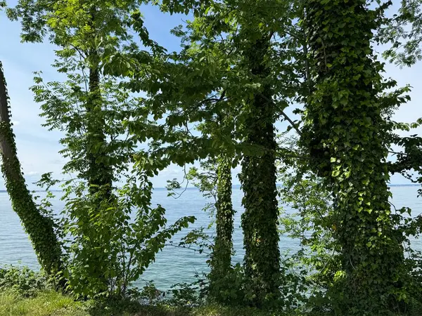 Bodensee Gölü Constance Seeufer