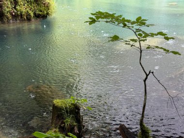 Ormanda güzel bir şelale