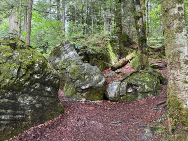 Önünde taşlar olan bir orman manzarası.