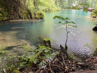 Ormandaki güzel nehir.