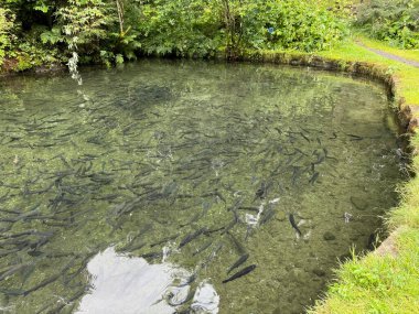 Yeşil çimenli bir göletin yakın çekimi.