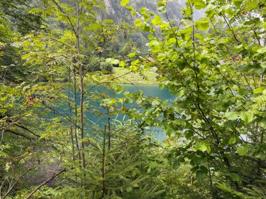 Yeşilliklerle çevrili güzel yeşil bir ormanın dikey görüntüsü.